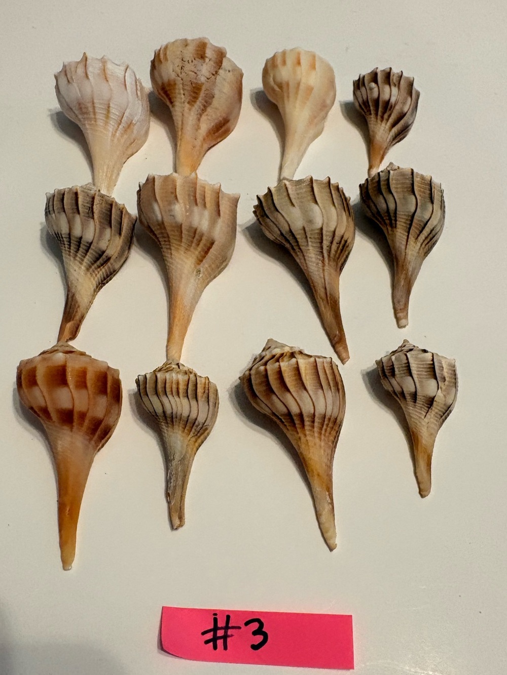 Lightning Whelks
